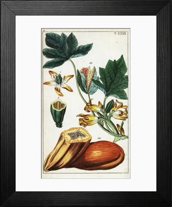 Framed Print : Papaya fruit, section, flowers and leaves, Carica papaya Framed Print : Papaya fruit, section, flowers and leaves, Carica papaya