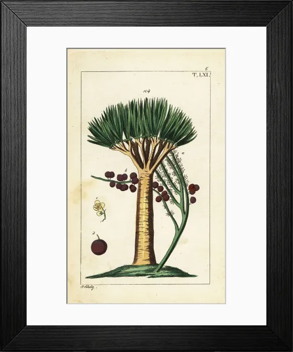 Framed Print : Canary Islands dragon tree, Dracaena draco. Vulnerable Framed Print : Canary Islands dragon tree, Dracaena draco. Vulnerable