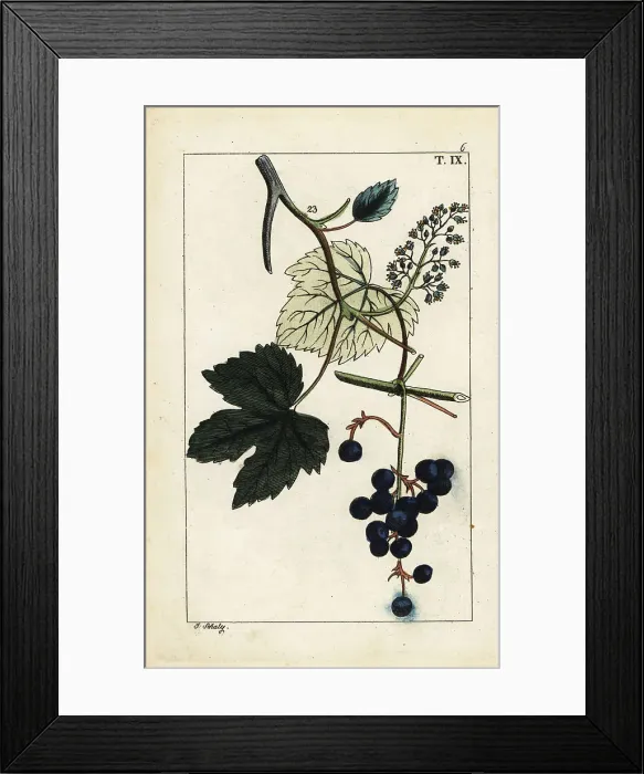 Framed Print : Blue grapes on vine, Vinis vitifera Framed Print : Blue grapes on vine, Vinis vitifera