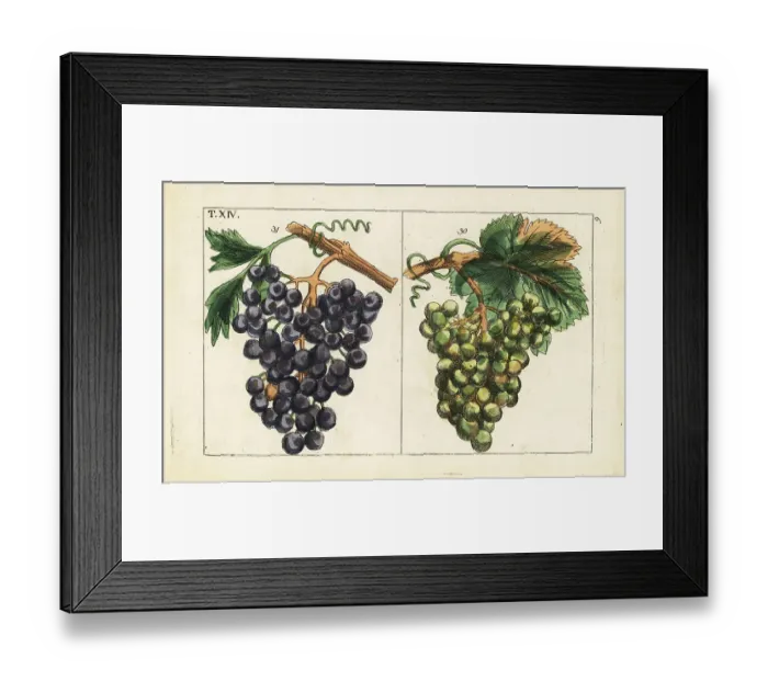 Framed Print : Chiavenna grapes, Pinot noir grapes, Vitis vinifera Framed Print : Chiavenna grapes, Pinot noir grapes, Vitis vinifera