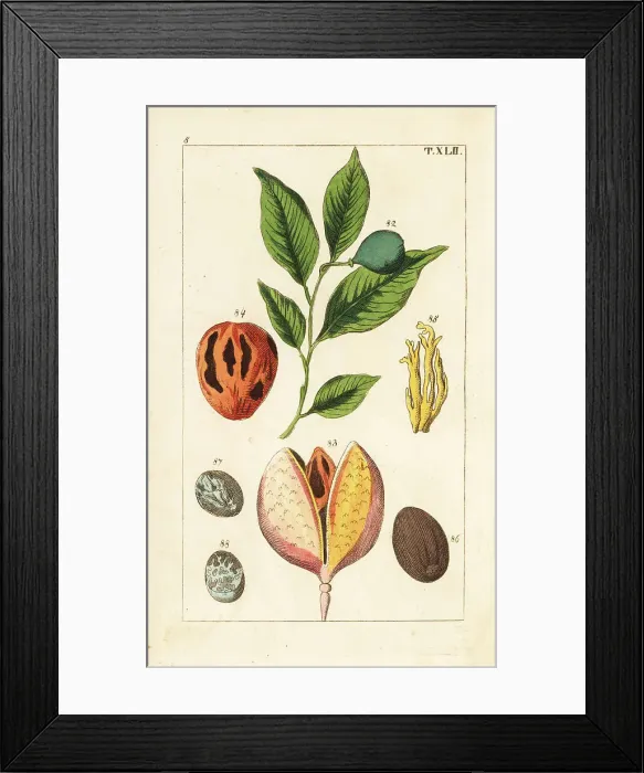 Framed Print : Nutmeg and mace tree, Myristica fragrans Framed Print : Nutmeg and mace tree, Myristica fragrans