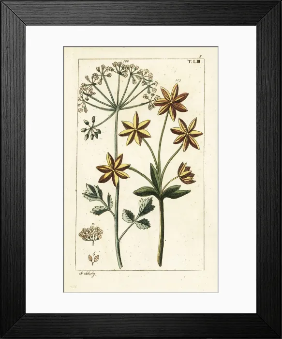 Framed Print : Anise or aniseed, Pimpinella anisum Framed Print : Anise or aniseed, Pimpinella anisum