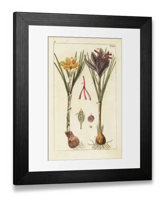 Framed Print : Saffron crocus, Crocus sativus Framed Print : Saffron crocus, Crocus sativus