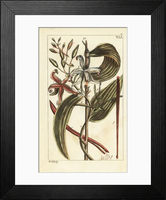 Framed Print : Vanilla orchid and bean, Epidendron vanilla Framed Print : Vanilla orchid and bean, Epidendron vanilla
