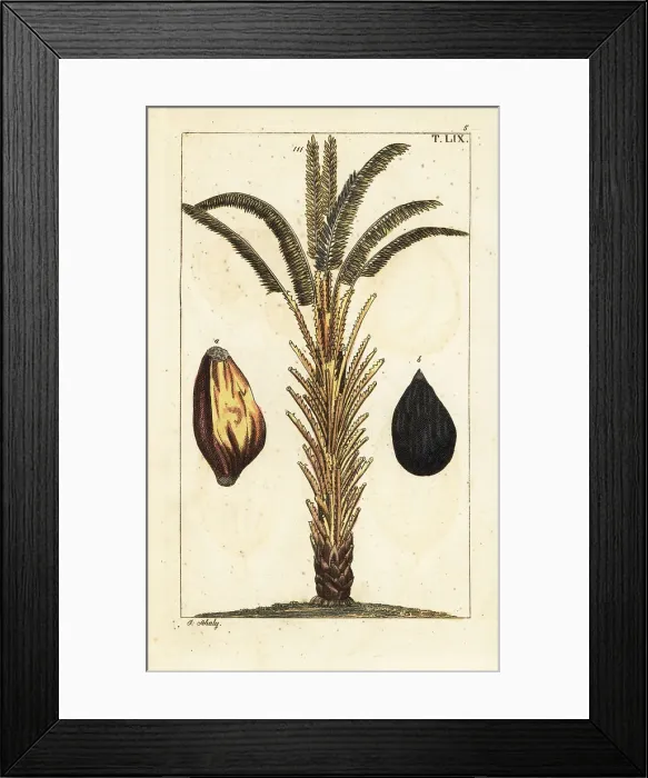 Framed Print : African oil palm tree with fruit, Elaeis guineensis Framed Print : African oil palm tree with fruit, Elaeis guineensis