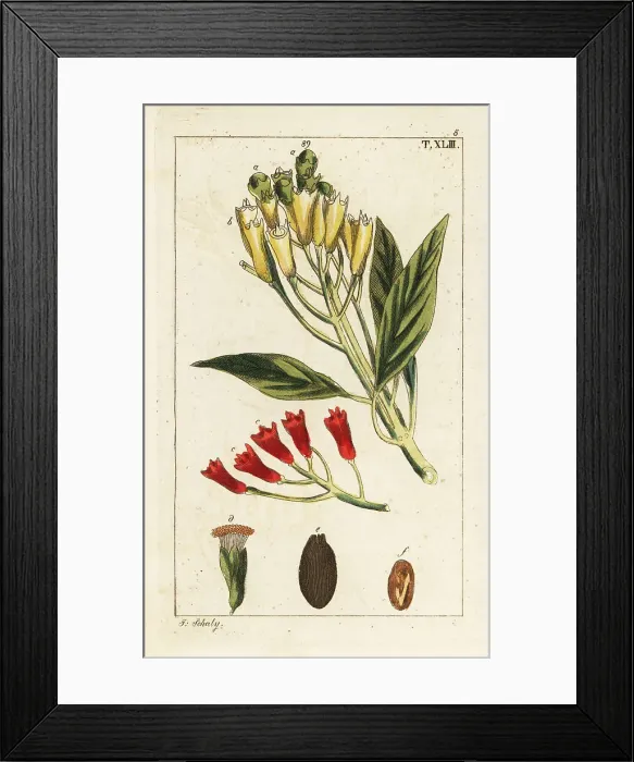 Framed Print : Yellow and red clove spice, Syzygium aromaticum Framed Print : Yellow and red clove spice, Syzygium aromaticum