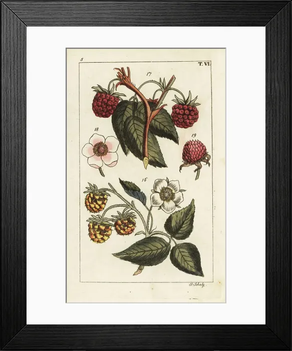 Framed Print : Raspberry varieties Framed Print : Raspberry varieties