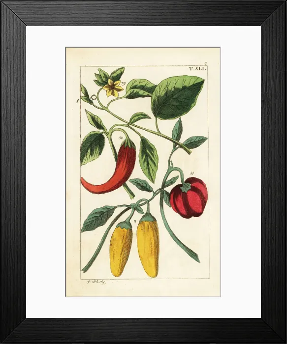 Framed Print : Yellow and red bell chili peppers, Capsicum annuum Framed Print : Yellow and red bell chili peppers, Capsicum annuum