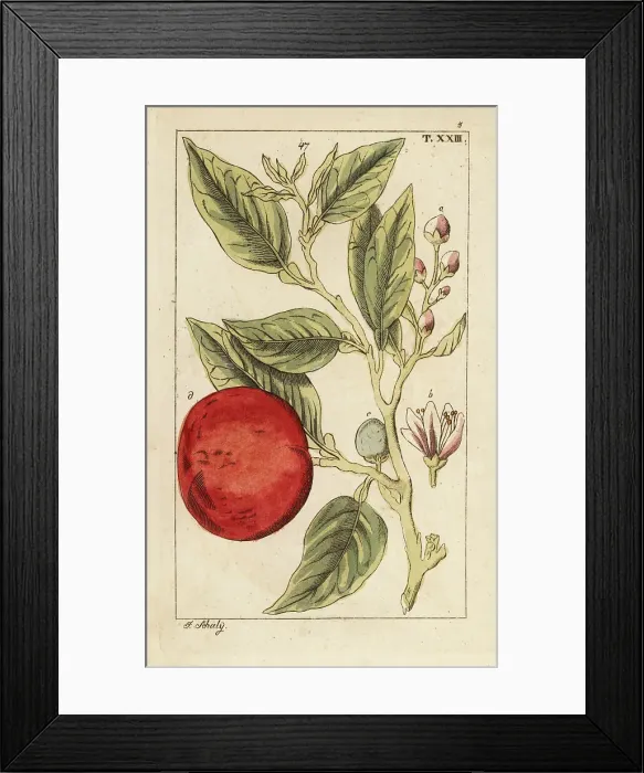 Framed Print : Bitter orange or Seville orange, Citrus x aurantium Framed Print : Bitter orange or Seville orange, Citrus x aurantium
