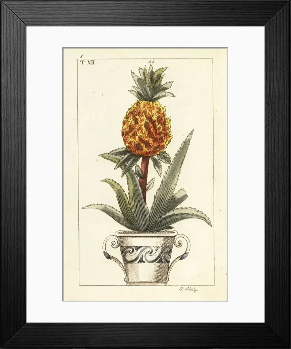 Framed Print : Pineapple plant, Ananas comosus Framed Print : Pineapple plant, Ananas comosus