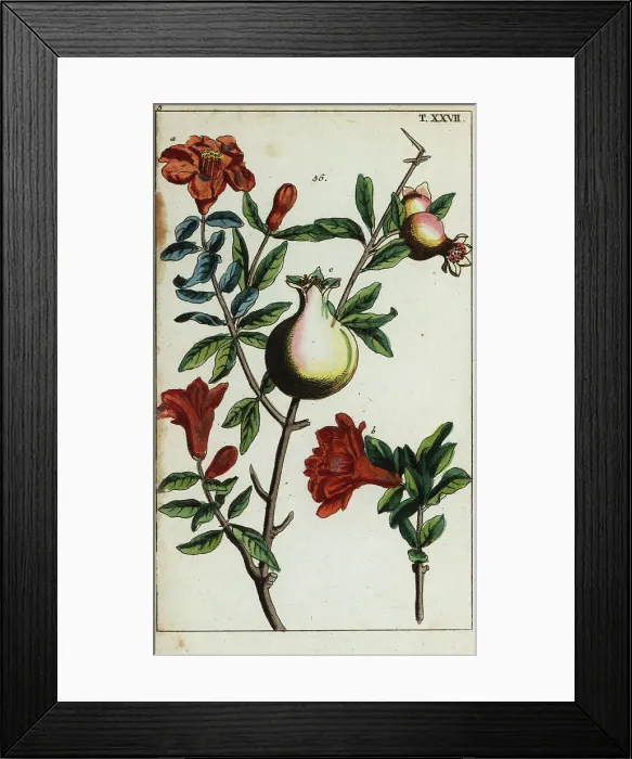 Framed Print : Pomegranate flowers and fruit on a branch, Punica granatum Framed Print : Pomegranate flowers and fruit on a branch, Punica granatum