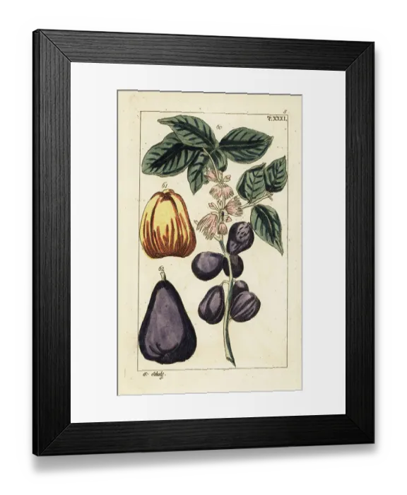 Framed Print : Malay apple, Syzygium malaccense Framed Print : Malay apple, Syzygium malaccense