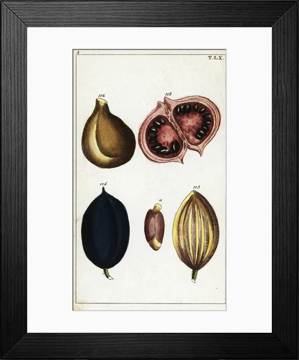 Framed Print : Tropical fruits and nuts Framed Print : Tropical fruits and nuts