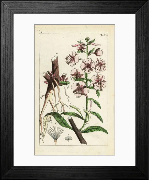 Framed Print : Fireweed, Epilobium angustifolium Framed Print : Fireweed, Epilobium angustifolium