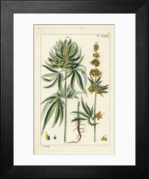 Framed Print : Cannabis plant, Cannabis sativa Framed Print : Cannabis plant, Cannabis sativa