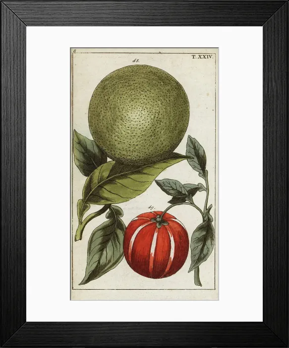 Framed Print : Pomelo or pummelo, Citrus maxima Framed Print : Pomelo or pummelo, Citrus maxima