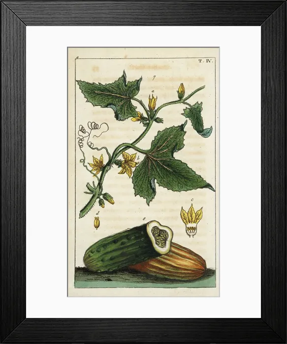 Framed Print : Common cucumber, Cucumis sativus Framed Print : Common cucumber, Cucumis sativus