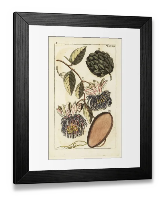 Framed Print : Sugar apple and water lemon Framed Print : Sugar apple and water lemon