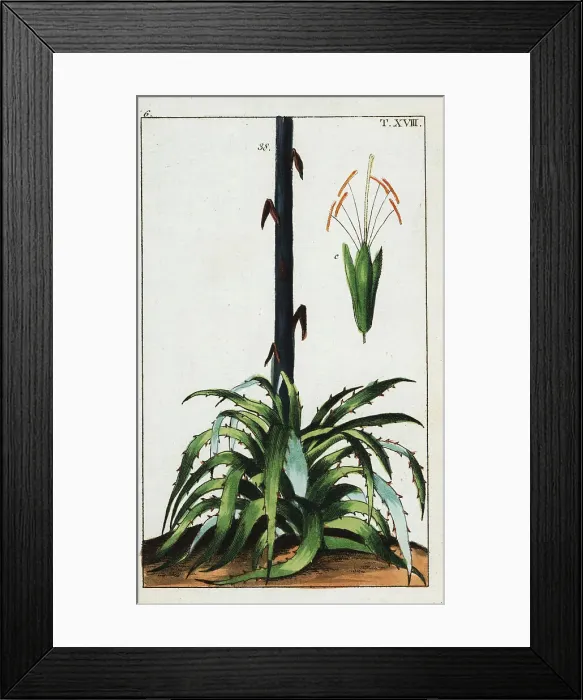 Framed Print : Century plant, Agave americana Framed Print : Century plant, Agave americana