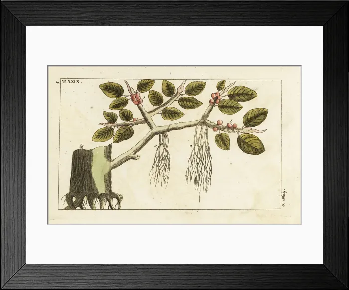 Framed Print : Banyan fig tree with aerial roots, Ficus benghalensis Framed Print : Banyan fig tree with aerial roots, Ficus benghalensis