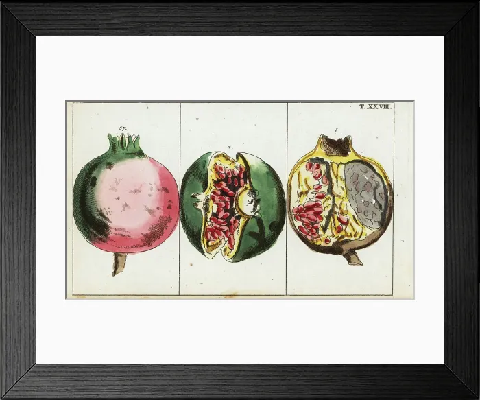 Framed Print : Pomegranate fruit, Punica granatum Framed Print : Pomegranate fruit, Punica granatum