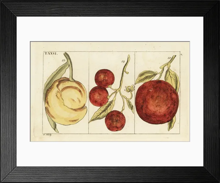 Framed Print : Varieties of oranges Framed Print : Varieties of oranges