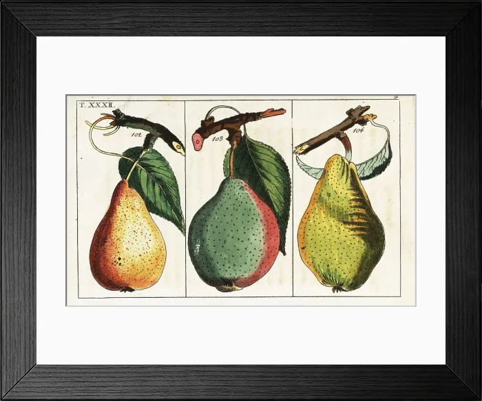 Framed Print : Pear varieties, Pyrus communis Framed Print : Pear varieties, Pyrus communis