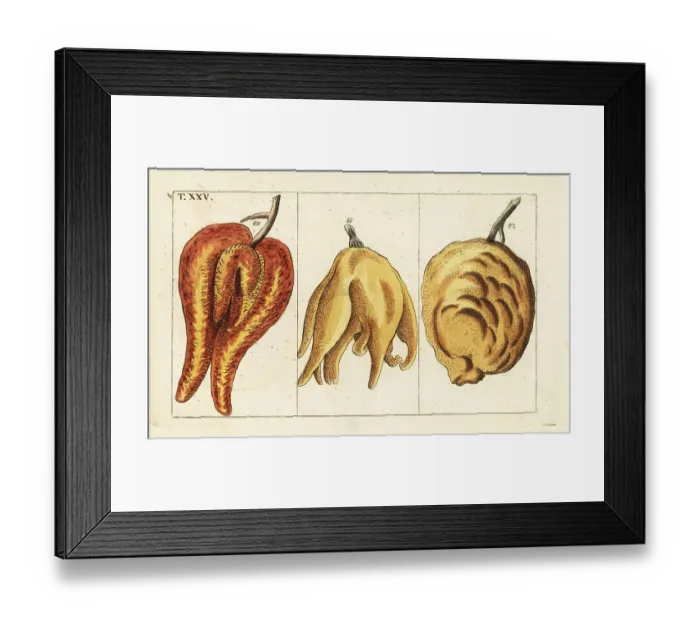 Framed Print : Oranges, misshapen and bulbous forms, Citrus aurantium Framed Print : Oranges, misshapen and bulbous forms, Citrus aurantium