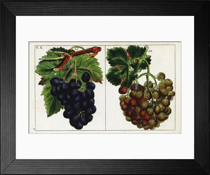 Framed Print : Grape varieties, Vitis vinifera Framed Print : Grape varieties, Vitis vinifera