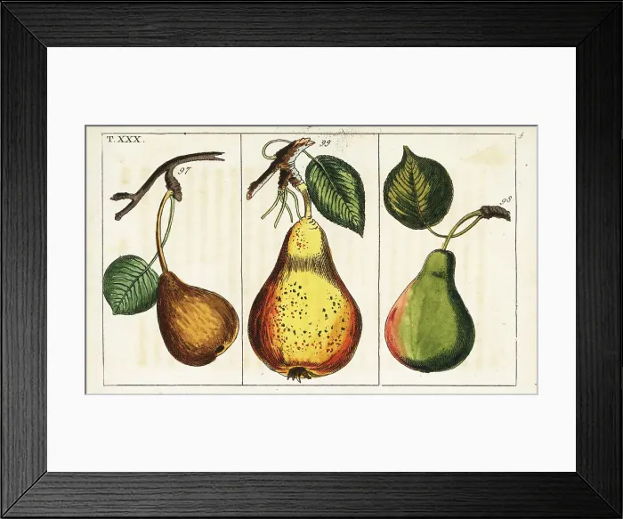Framed Print : Pear varieties, Pyrus communis Framed Print : Pear varieties, Pyrus communis