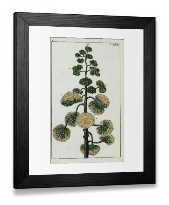Framed Print : Century plant, Agave americana Framed Print : Century plant, Agave americana