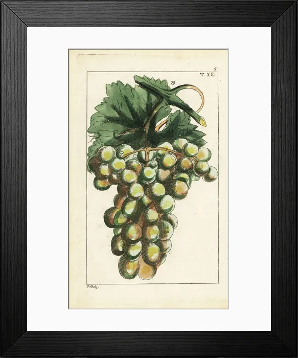 Framed Print : Traminar variety of grapes, Vitis vinifera Framed Print : Traminar variety of grapes, Vitis vinifera