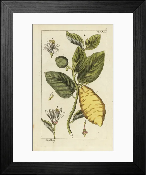Framed Print : Citron showing fruit, leaves and flowers, Citrus medica Framed Print : Citron showing fruit, leaves and flowers, Citrus medica