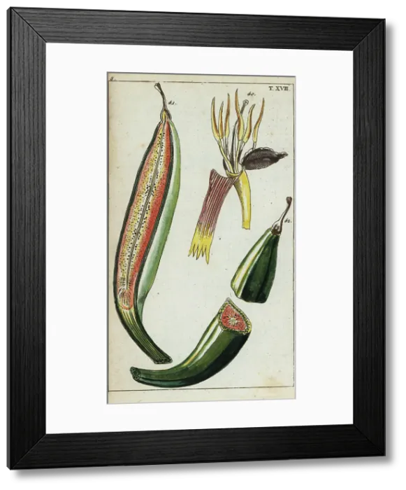 Framed Print : Plantains, Musa x paradisiaca Framed Print : Plantains, Musa x paradisiaca