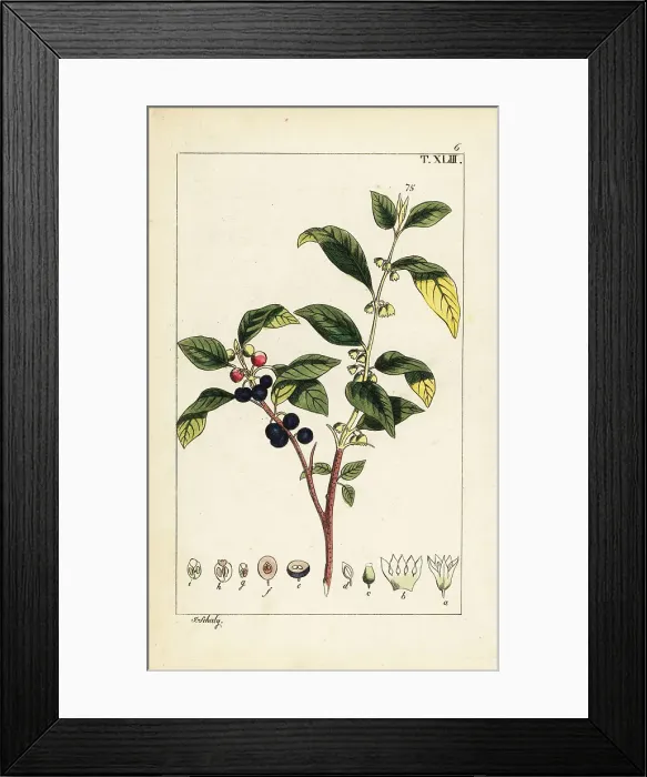 Framed Print : Dyer's buckthorn, Flueggea tinctoria Framed Print : Dyer's buckthorn, Flueggea tinctoria