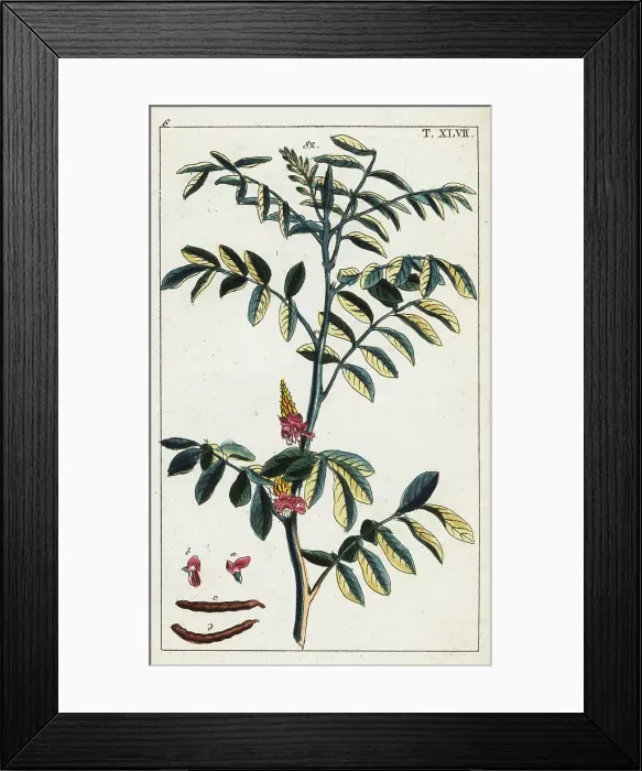 Framed Print : True indigo, Indigofera tinctoria Framed Print : True indigo, Indigofera tinctoria