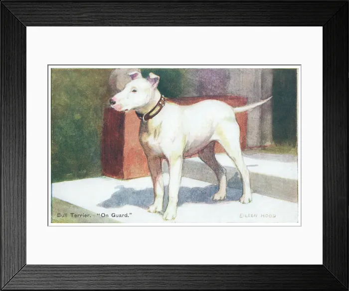 Framed Print : Bull Terrier Framed Print : Bull Terrier