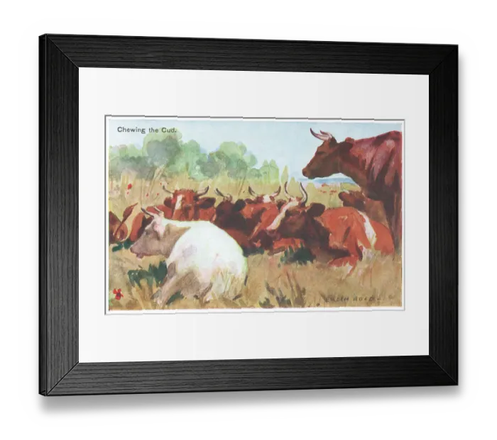 Framed Print : Cattle. Painting of cattle chewing the cud at rest in a field Framed Print : Cattle. Painting of cattle chewing the cud at rest in a field