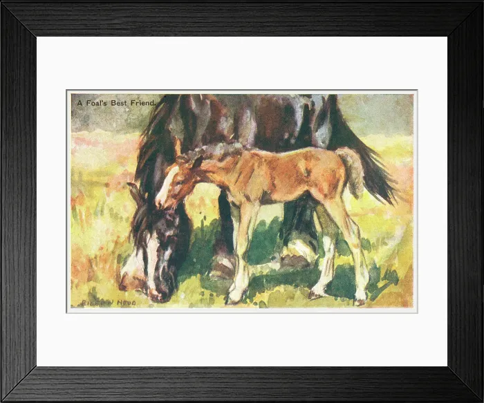 Framed Print : Horse & Foal Framed Print : Horse & Foal