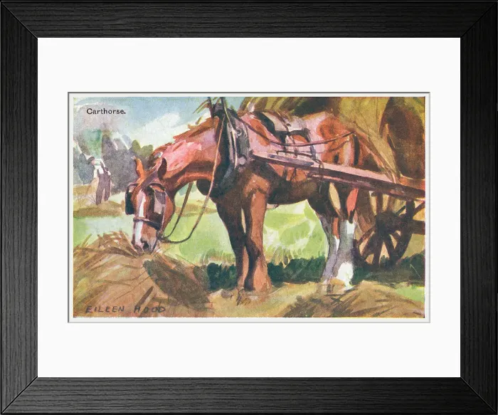 Framed Print : Carthorse. Painting of a carthorse in harness feeding on hay Framed Print : Carthorse. Painting of a carthorse in harness feeding on hay