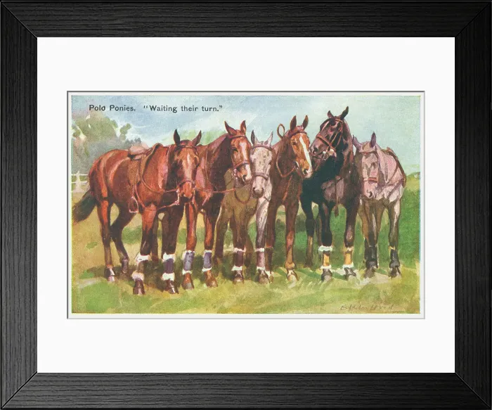 Framed Print : Polo Ponies Framed Print : Polo Ponies