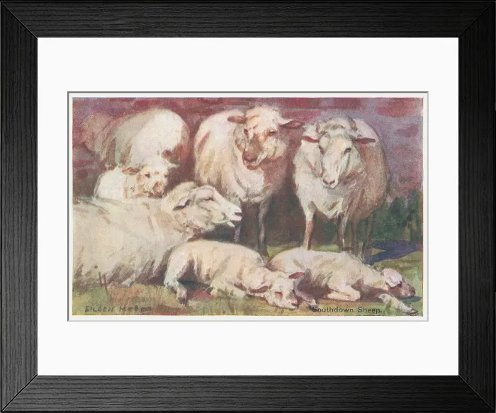 Framed Print : Southdown Sheep Framed Print : Southdown Sheep