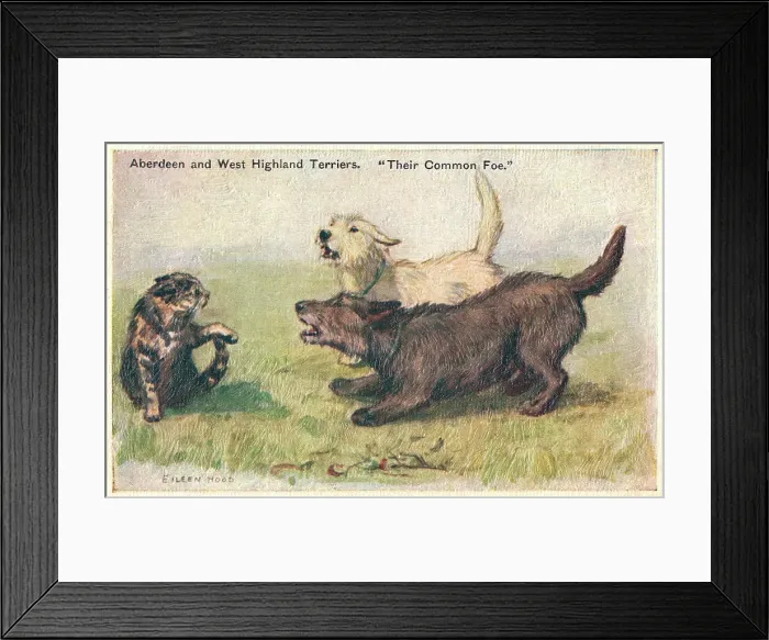 Framed Print : Terriers. Painting of an Aberdeen and a West Highland Terrier attacking a cat Framed Print : Terriers. Painting of an Aberdeen and a West Highland Terrier attacking a cat