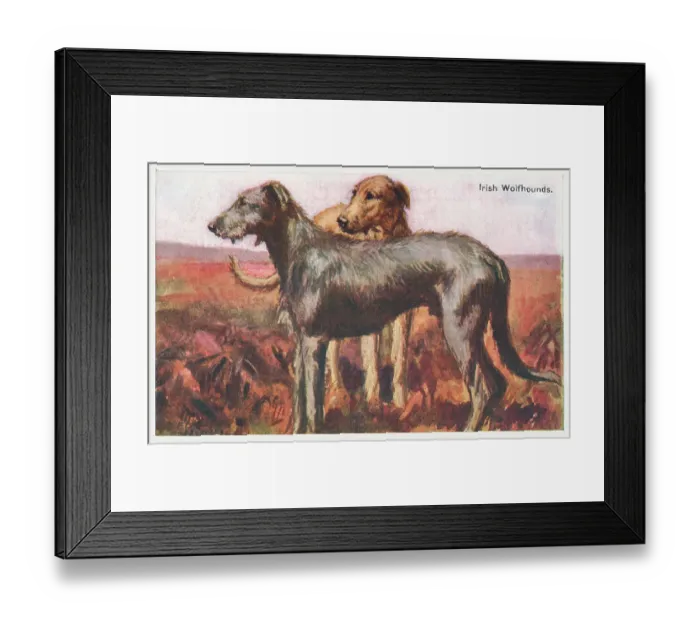 Framed Print : Irish Wolfhounds Framed Print : Irish Wolfhounds