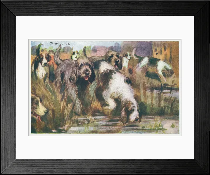 Framed Print : Otterhounds Framed Print : Otterhounds