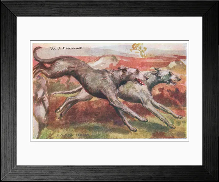 Framed Print : Scotch Deerhounds Framed Print : Scotch Deerhounds