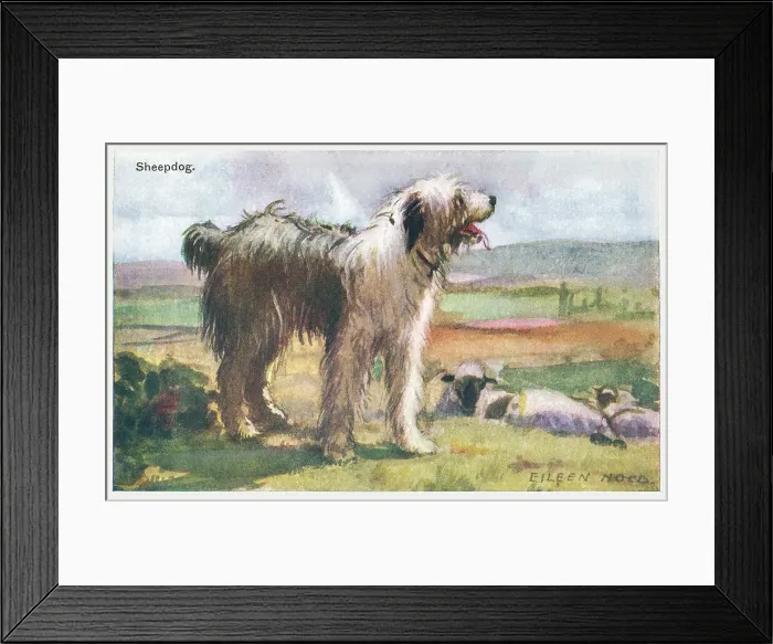 Framed Print : Sheepdog. Painting of a sheepdog with sheep in a moorland setting Framed Print : Sheepdog. Painting of a sheepdog with sheep in a moorland setting