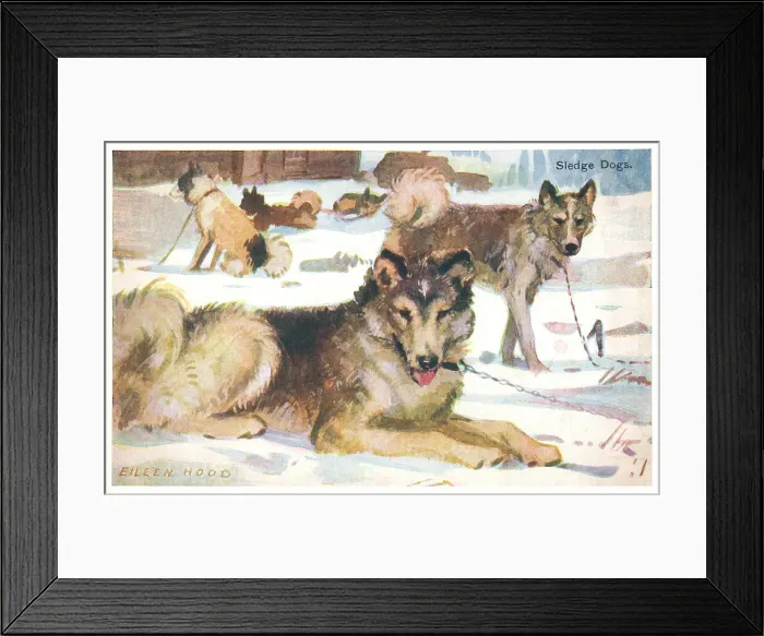 Framed Print : Sledge Dogs Framed Print : Sledge Dogs