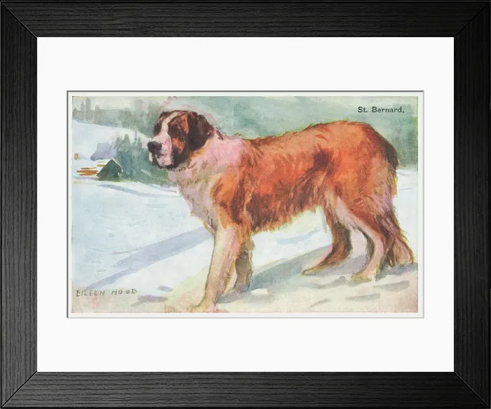 Framed Print : St Bernard Dog Framed Print : St Bernard Dog