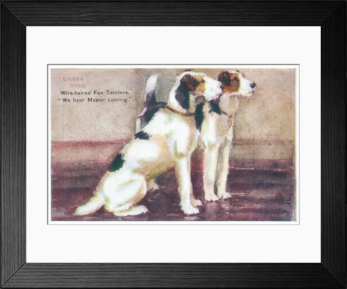 Framed Print : Wire-haired Fox Terriers Framed Print : Wire-haired Fox Terriers